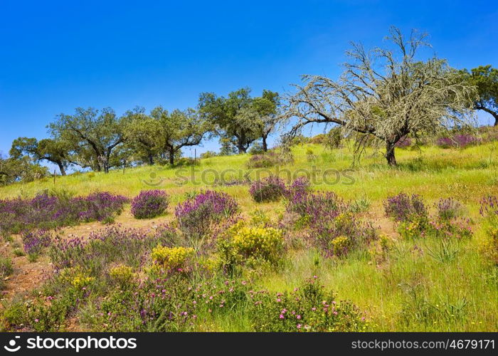 Via de la Plata way to Santiago in Dehesas of Spain at Extremadura Cornalvo and Sierra Bermeja