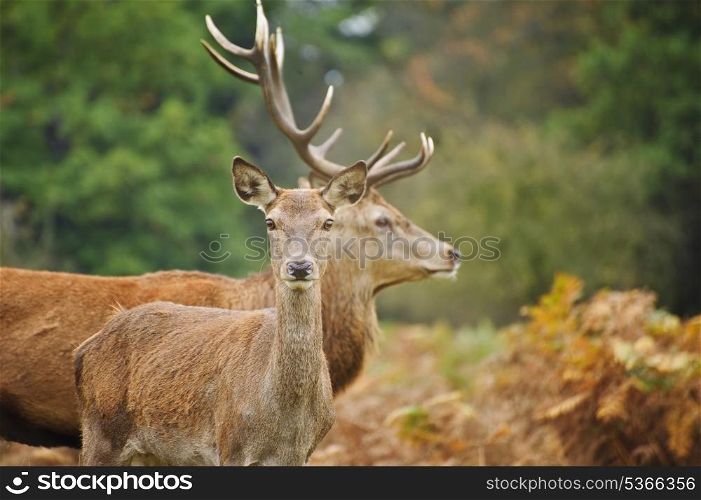Vibrant Autumn Fall image of red deer does in forest