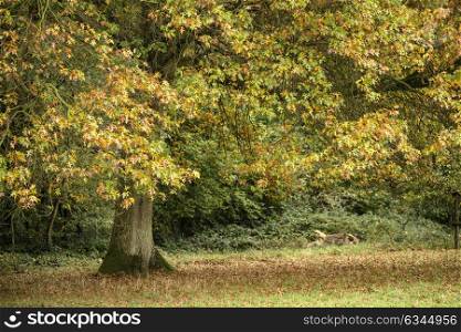 Vibrant Autumn Fall landscape image in dense woodland forest