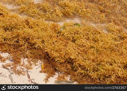 vibrant bunch of yellow seaweed at the beach (caribbean sea)