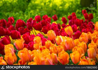 Vibrant color tulips in Holland, the netherlands. Typical dutch flower