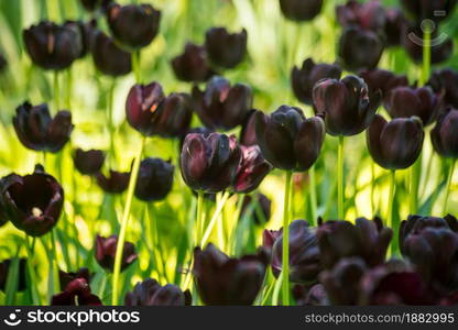 Vibrant color tulips in Holland, the netherlands. Typical dutch flower