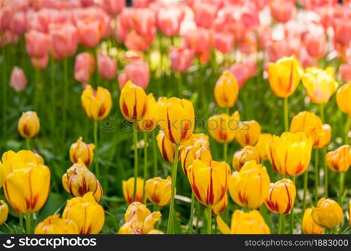 Vibrant color tulips in Holland, the netherlands. Typical dutch flower