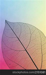 vibrant colored transparent fall leaf
