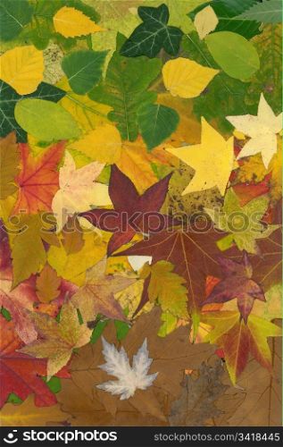 Vibrant colors of autumn