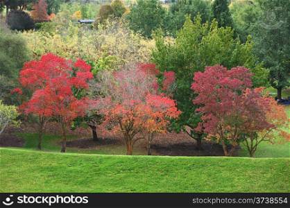 vibrant colors of autumn in the Australian park