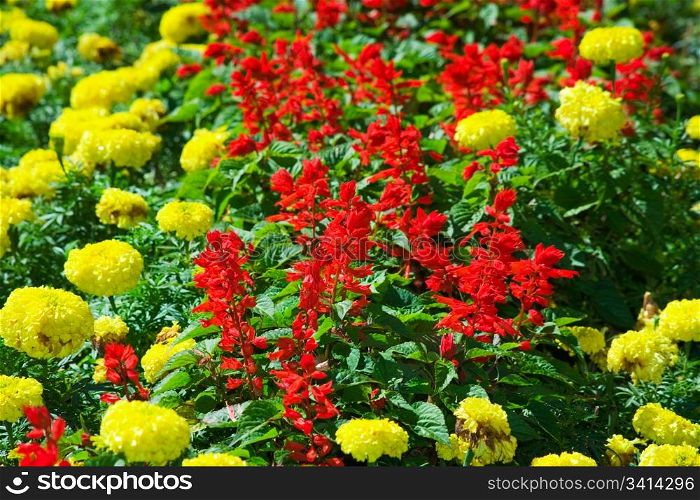 Vibrant colors of flowers - yellow and red