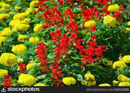 Vibrant colors of flowers - yellow and red
