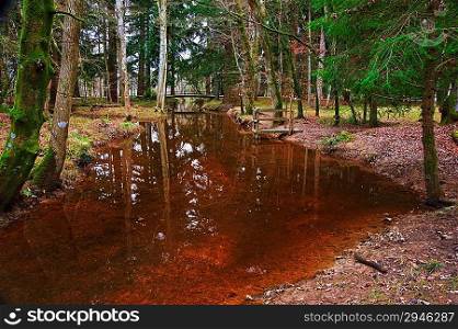 Vibrant forest scene Winter Autumn Fall colors with stream flowing through centre