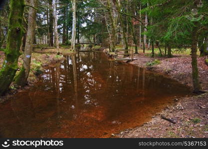 Vibrant forest scene Winter Autumn Fall colors with stream flowing through centre