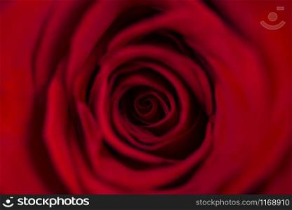 Vibrant fresh crimson red rose close up. Rose head macro photo background. Template or mock up. Top view. Deep focus. Vibrant fresh crimson red rose close up. Rose head macro photo background.
