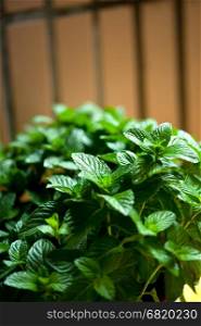 vibrant green fresh mint plant closeup macro