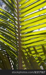 Vibrant green palm leaves in the rainforest