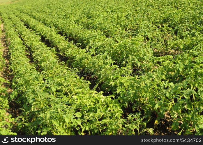 Vibrant green potato field with vanishing perspective. Selective DOF.