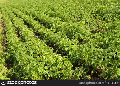 Vibrant green potato field with vanishing perspective. Selective DOF.