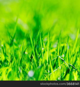 Vibrant green spring grass close-up