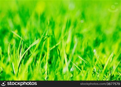 Vibrant green spring grass close-up