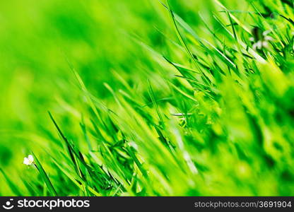 Vibrant green spring grass close-up