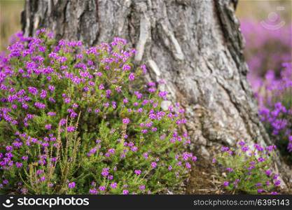 Vibrant image of heather erica in forest with shallow depth of field landscape