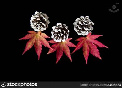 Vibrant maple leafs and pine cones on black back ground