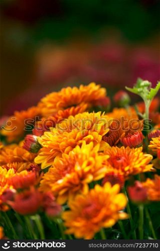 Vibrant, orange mum flowers bloom in early fall.. Vibrant Mum Flowers