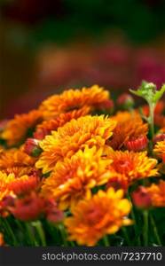 Vibrant, orange mum flowers bloom in early fall.. Vibrant Mum Flowers