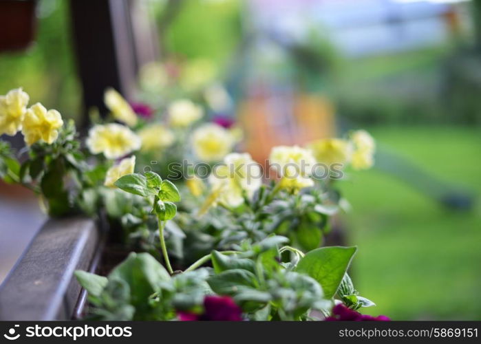 vibrant petunias hanging outside on wooden fence