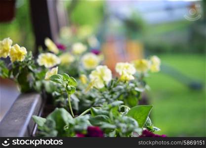 vibrant petunias hanging outside on wooden fence