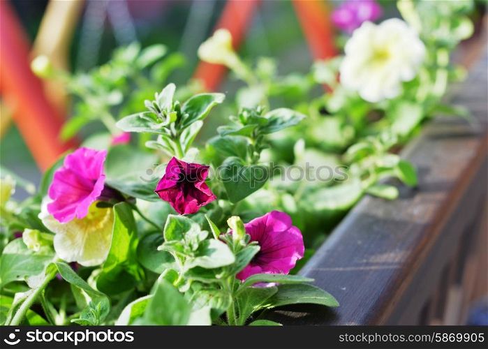 vibrant petunias hanging outside on wooden fence