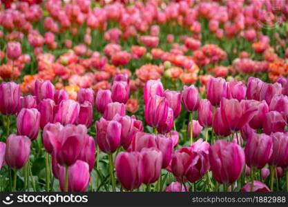 Vibrant pink color tulips in Holland, the netherlands. Typical dutch flower