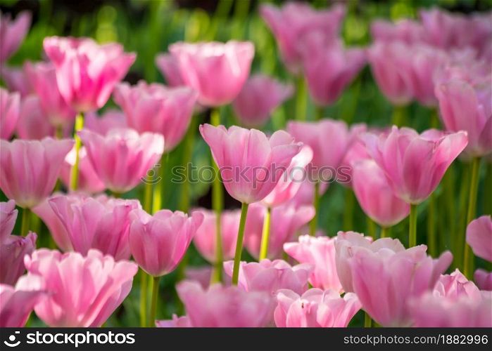 Vibrant pink color tulips in Holland, the netherlands. Typical dutch flower