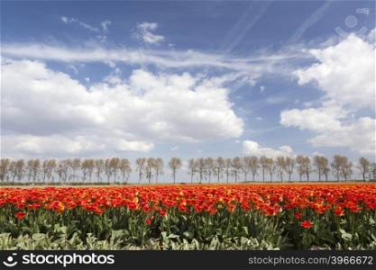 vibrant red and yellow tulips on field with tree line and blue sky in the background on dutch landscape