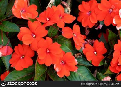 Vibrant red flowers of a beautiful plant
