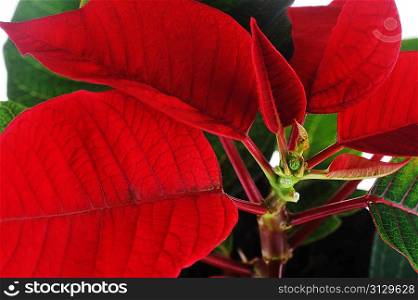 vibrant red poinsettia isolated close-up