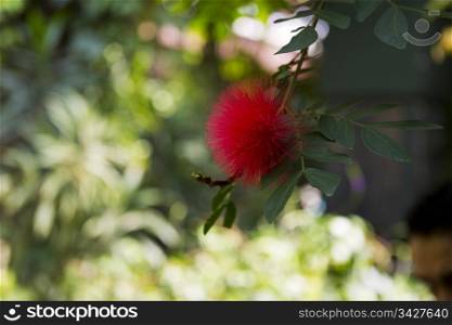 Vibrant Red Tropical Flower with green background