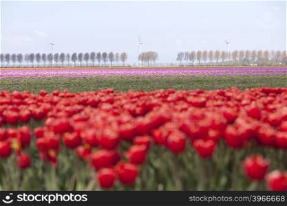 vibrant red tulips with pink flowers in the background on dutch tulip flower landscape in holland