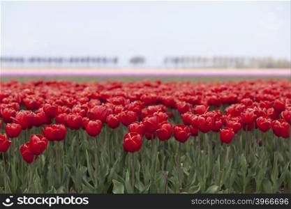 vibrant red tulips with pink flowers in the background on dutch tulip flower landscape in holland