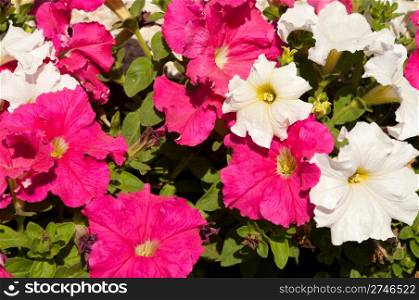 vibrant white and pink petunia flowers, native to South America