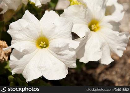 vibrant white petunia flower, native to South America