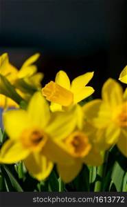 Vibrant, yellow daffodils bloom in a spring garden.. Yellow Daffodils