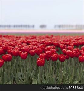 vibtant red tulips with pink flowers in the background on dutch tulip flower landscape in holland