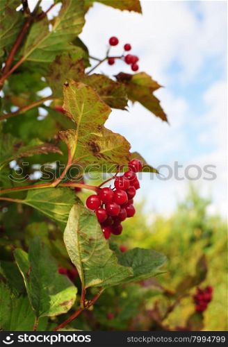 Viburinm Berries