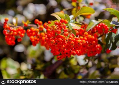 Viburnum berries ripen on the bush
