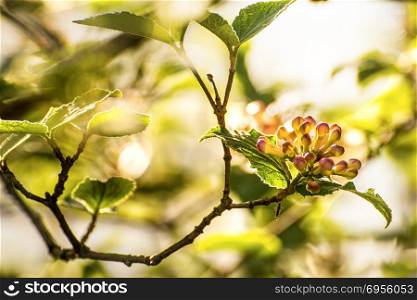 viburnum bush with blossom buds in back light