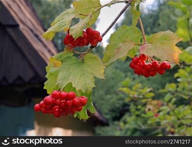 viburnum bush with red berryes bunchs on old wood roof background
