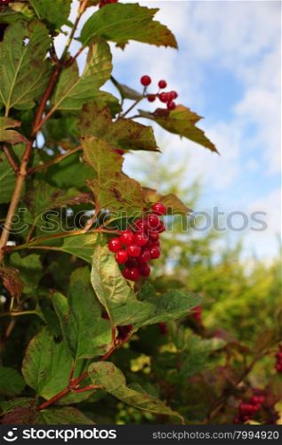 Viburnum red berries and leaves in the autumn time