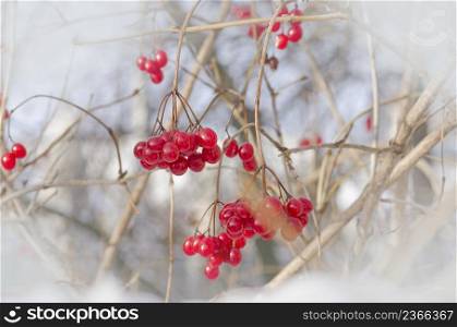 Viburnum red berries. Branch of red viburnum. Branch of red viburnum in the garden. Red tassel guelder rose. . Viburnum berries outdoor. Branch of viburnum