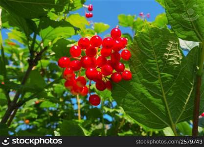 Viburnum shrub on a sunny day. Bunch of red berries of a Guelder rose.. Viburnum shrub on a sunny day