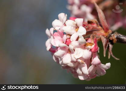 Viburnum (Viburnum farreri), flowers of the gardens