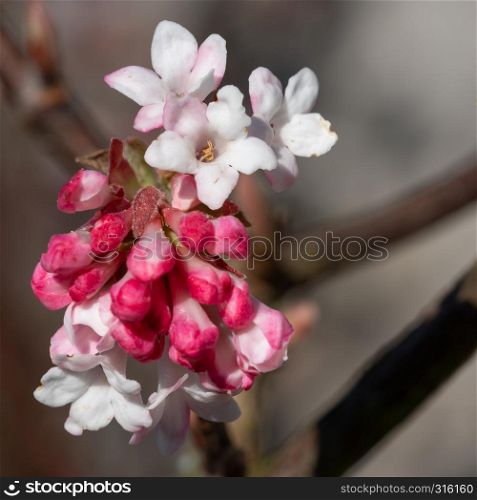 Viburnum (Viburnum farreri), flowers of the gardens